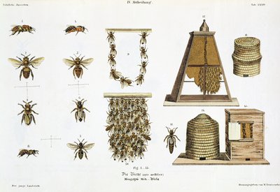 Bees and Bee-Keeping, from 
